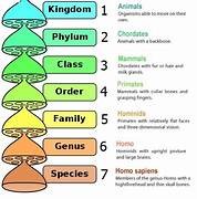 classification and organization of knowledge